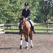 Anden særlig race Prins