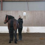 Welsh Cob (sec D) Lesto Dalton