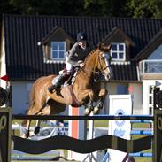 Dansk Varmblod Labello Light 