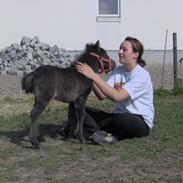 Dansk Miniature Strandgården´s Touch my Heart (Baby)