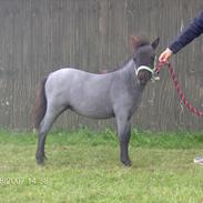 Dansk Miniature Strandgården´s Touch my Heart (Baby)