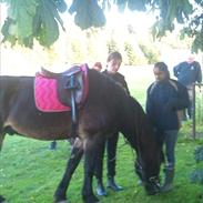 Anden særlig race Domiq