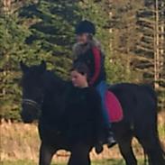 Anden særlig race Domiq