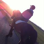 Anden særlig race Domiq