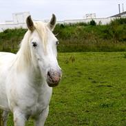 Anden særlig race Tigger