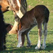 Irish Cob Cappuchina