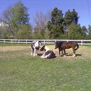 Irish Cob Cappuchina