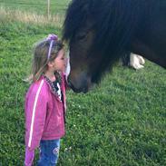 Irish Cob Cappuchina