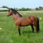 Anden særlig race Frydendals Casino *solgt*