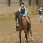 Anden særlig race Frydendals Casino *solgt*