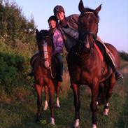 Anden særlig race Frydendals Casino *solgt*