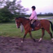 Anden særlig race Frydendals Casino *solgt*