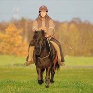 Islænder Austri fra Juel