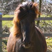 Islænder Austri fra Juel