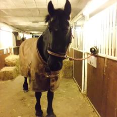 Frieser sietske van de sweach