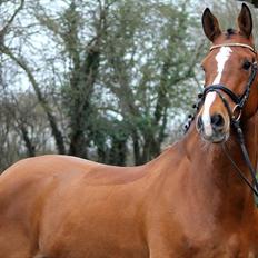 Dansk Varmblod Carat V *TS*