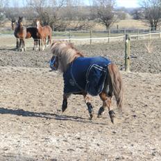 Shetlænder Rosie aka lynet mcqueen xD (min egen)