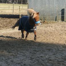 Shetlænder Rosie aka lynet mcqueen xD (min egen)