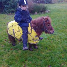 Shetlænder Dandy III