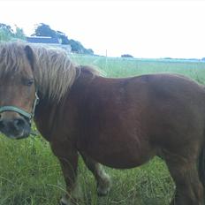 Shetlænder Dandy III
