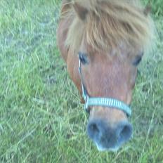 Shetlænder Dandy III