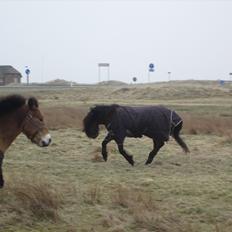 Dartmoor Innis Isabella (ninjaen);D R.I.P