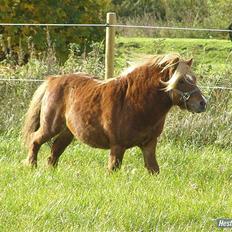 Shetlænder Niarn Hingst