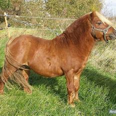 Shetlænder Niarn Hingst