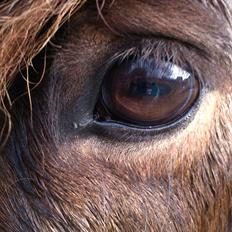 Islænder Hafleidir fra Gultentorp