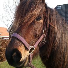 Islænder Hafleidir fra Gultentorp