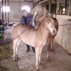 Haflinger alf lindegaard