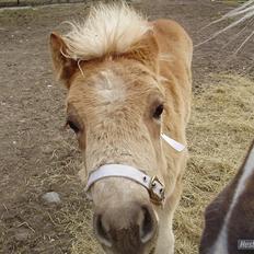 Haflinger alf lindegaard