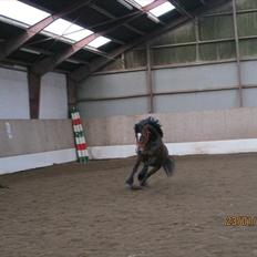 Welsh Cob (sec D) Lesto Dalton