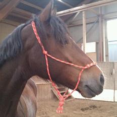 Welsh Cob (sec D) Lesto Dalton