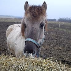 Islænder Gladur fra Gultentorp