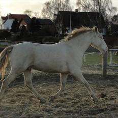Anden særlig race Studsdals Alkymist - AL