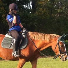 Norsk Sportspony dusty