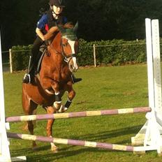 Norsk Sportspony dusty