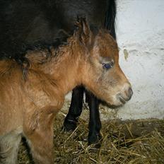 Miniature bambino