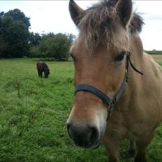 Fjordhest Isa
