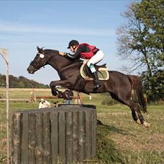 New Forest Tinkle Top's Timo. SOLGT