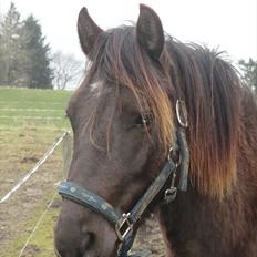 Anden særlig race Bøgelund´s Spirit 