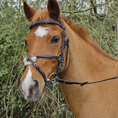 Hollandsk Sportspony Jannus