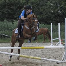 Hollandsk Sportspony Jannus