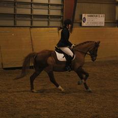 Hollandsk Sportspony Jannus