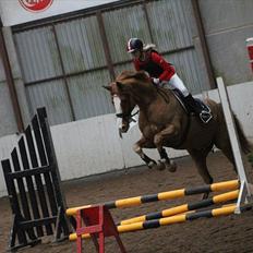 Dansk Varmblod Rockchester. 