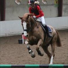 Dansk Varmblod Rockchester. 