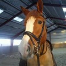 Dansk Varmblod Rockchester. 