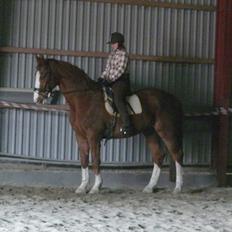 Dansk Varmblod Chilas RIP