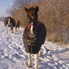 Anden særlig race Sally